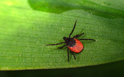 Rocky Mountain Spotted Fever: Let’s Talk Ticks and Bacteria